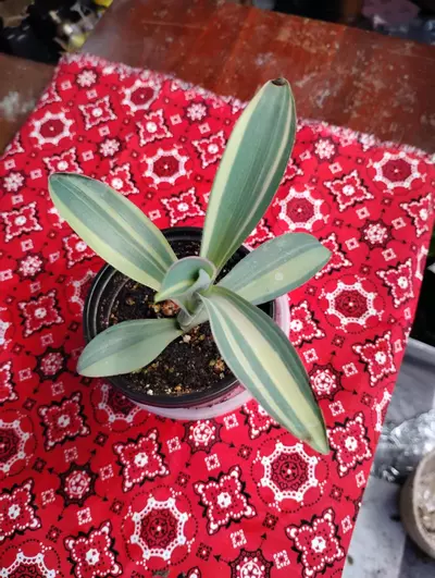 plant/Tradescantia pallidia 'Marley'-1-thumbnail