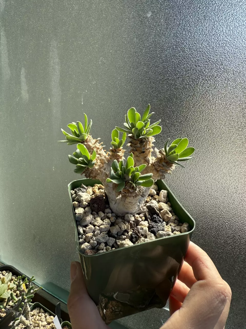 plant/Othonna Retrorsa-0