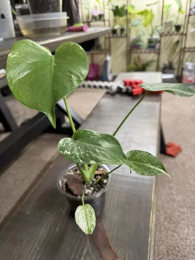 plant/Monstera mint-2-thumbnail