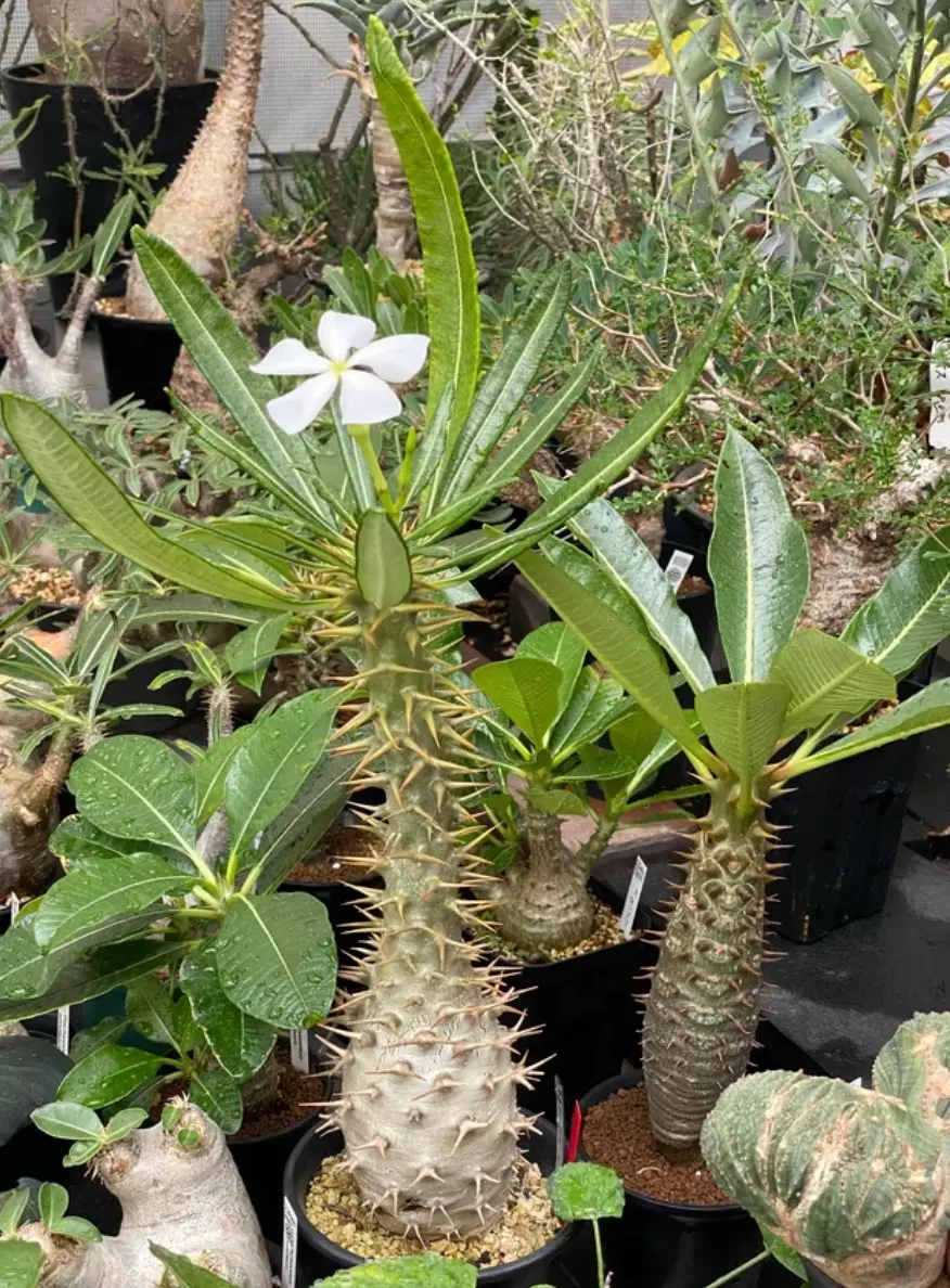 plant/Pacypodium Ambongense-0