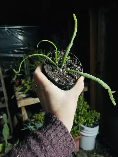 plant/Lepismium Bolivianum (Pfeiffera) 3”-0-thumbnail