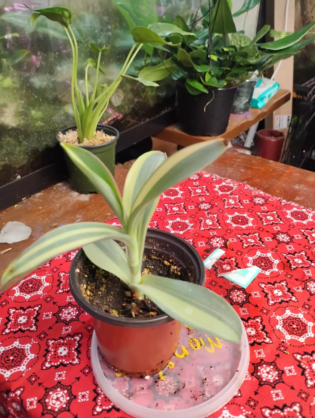 plant/Tradescantia pallidia 'Marley'-0