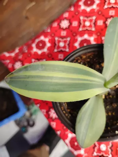 plant/Tradescantia pallidia 'Marley'-4-thumbnail