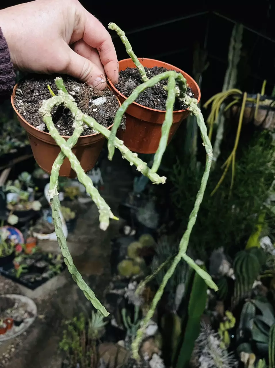 plant/Rhipsalis Pachenco-Leonis ssp Catenulata 3.5”-0