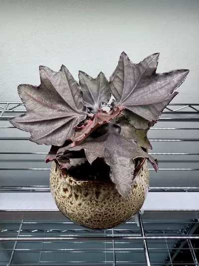 plant/Award winning specimen - Euphorbia Francoisii 4” pot-0-thumbnail