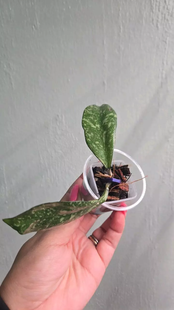 plant/Hoya Michelle x Crassipetiolata (Clone 2) #2162-0