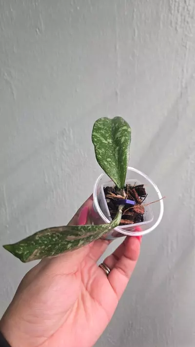 plant/Hoya Michelle x Crassipetiolata (Clone 2) #2162-0-thumbnail