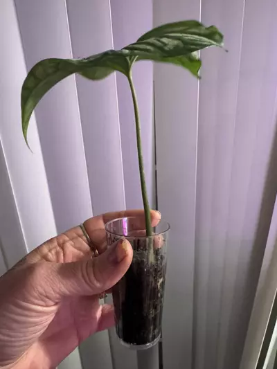 plant/Slightly rooted Cercestis Mirabillis!-2-thumbnail