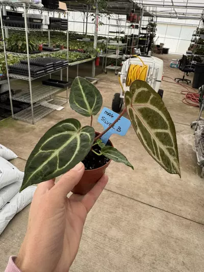 plant/Anthurium Magnificum x silver blush 4” pot growers choice-5-thumbnail