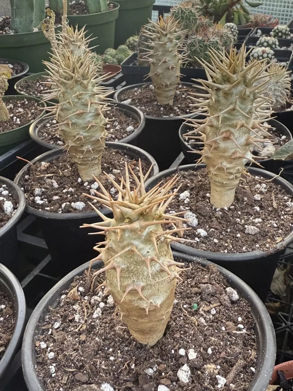 plant/Pacypodium Ambongense-1