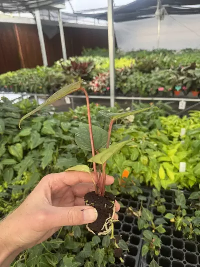 plant/Seed grown anthurium luxurians x papillilaminum starter plant growers choice-6-thumbnail