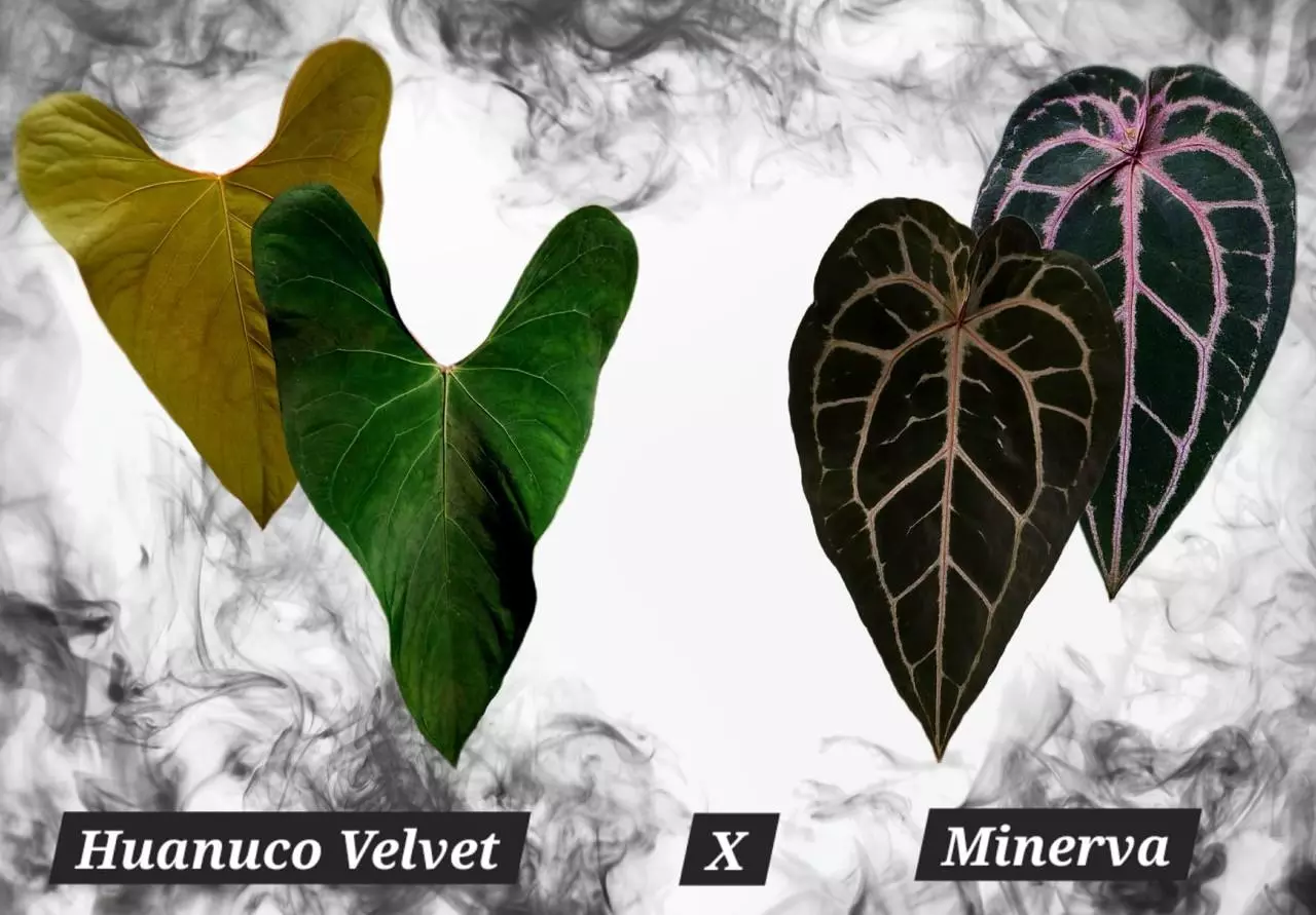 plant/X2 Huanuco Velvet x Minerva-0