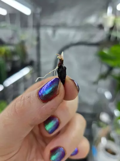 plant/Alocasia Pink Dragon Aurea sprouting corm-0-thumbnail