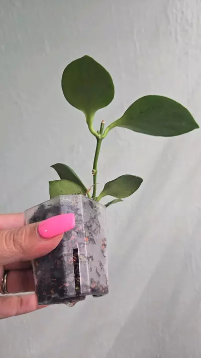 plant/Hoya NS 055-055 #2242-1-thumbnail