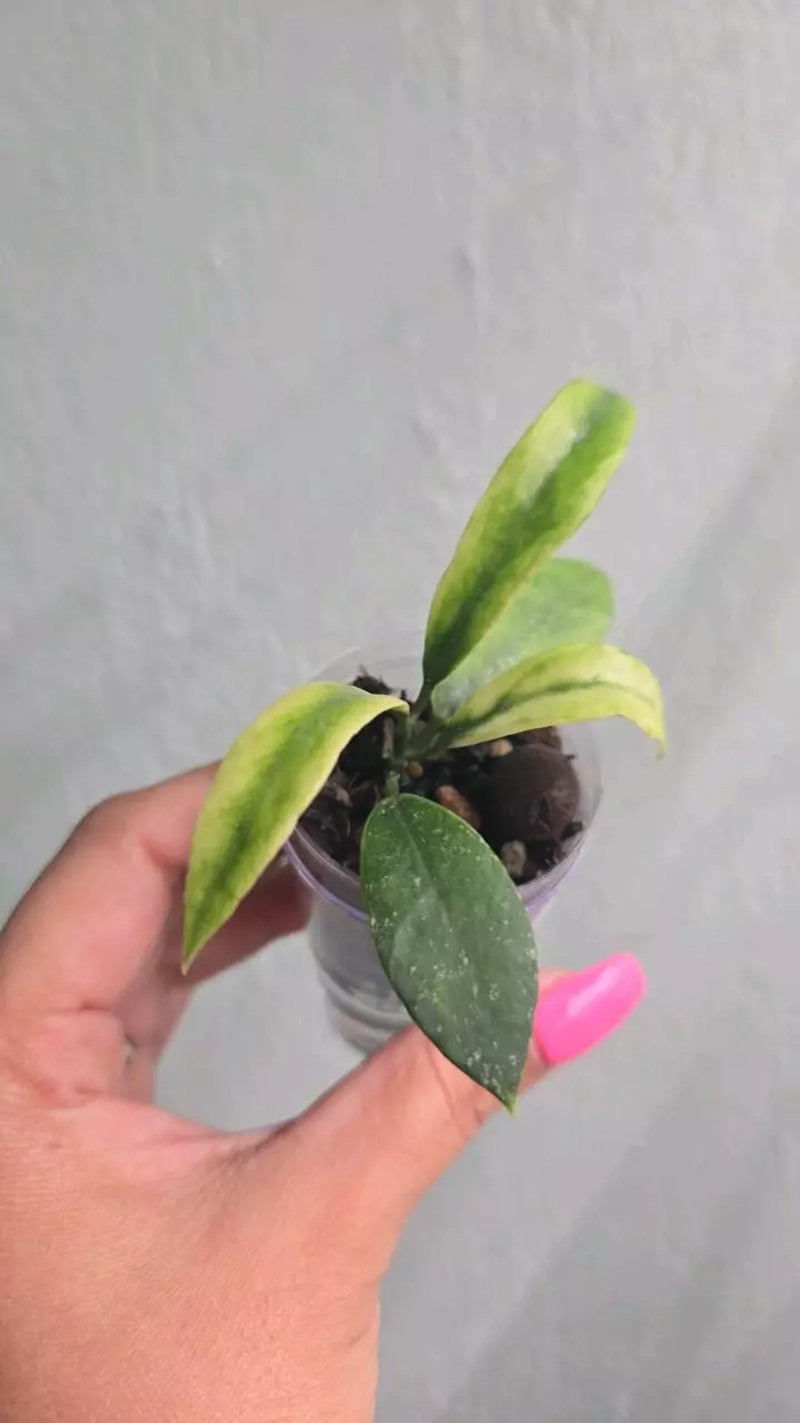 plant/Hoya Lacunosa 'Peridot' #2247-0