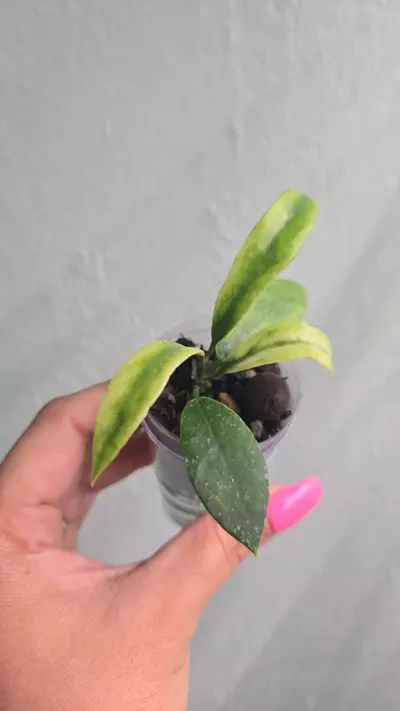 plant/Hoya Lacunosa 'Peridot' #2247-0-thumbnail