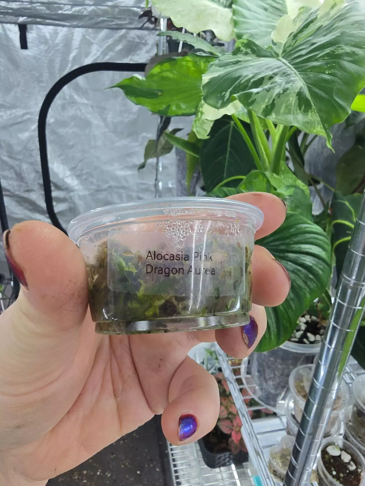 plant/Alocasia Pink Dragon Aurea sprouting corm-1