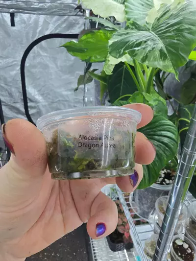 plant/Alocasia Pink Dragon Aurea sprouting corm-1-thumbnail