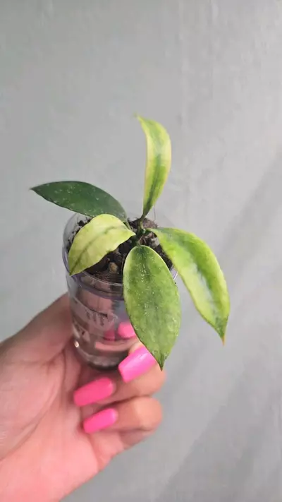 plant/Hoya Lacunosa 'Peridot' #2247-1-thumbnail