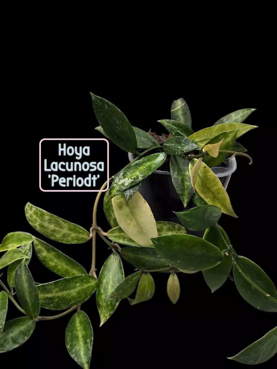 plant/Hoya Lacunosa 'Peridot' #2247-2