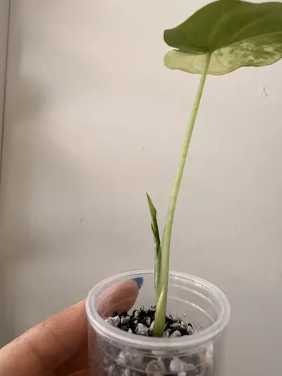 plant/Alocasia Odora Batik Aurea Pup-1-thumbnail