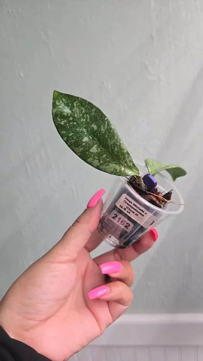 plant/Hoya Michelle x Crassipetiolata (Clone 2) #2162-2-thumbnail