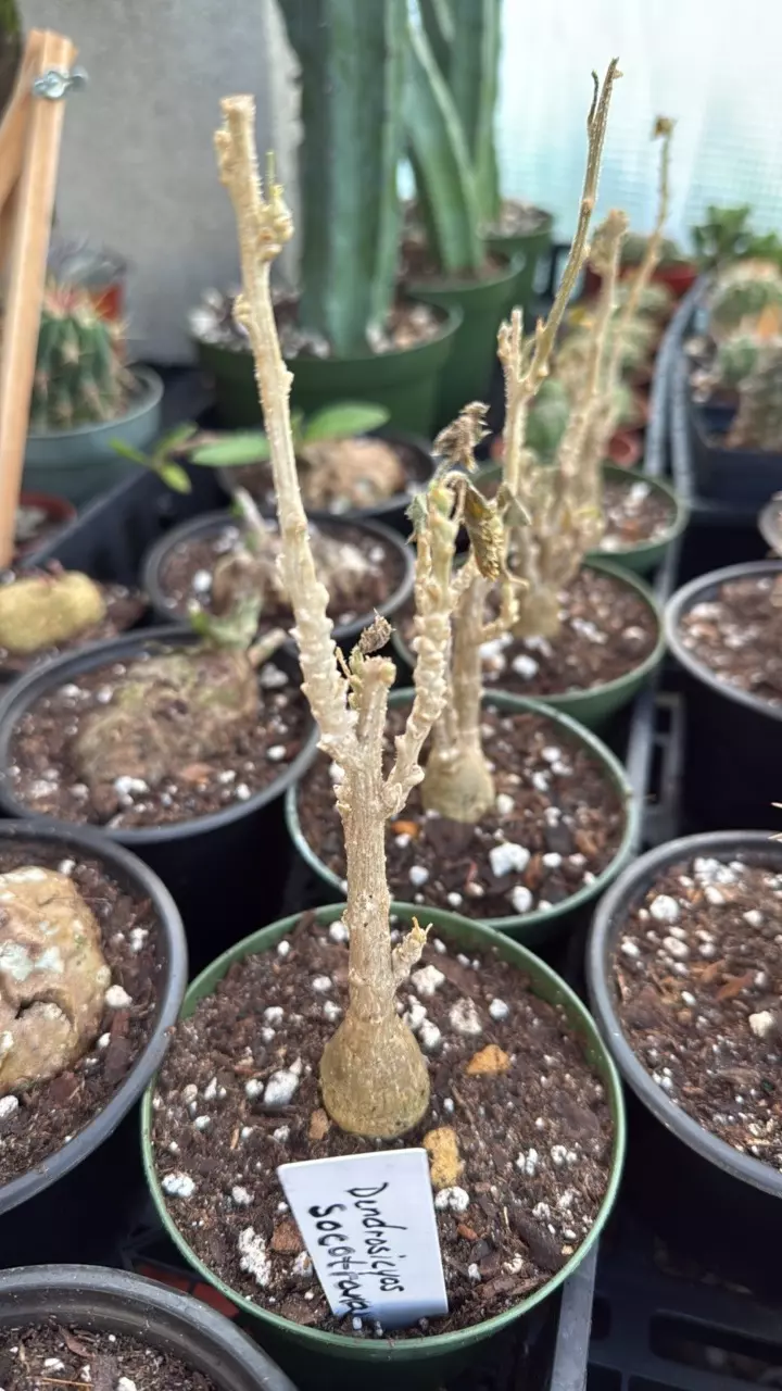 plant/Dendrosicyos socotranum-0