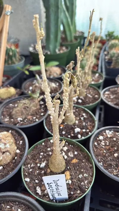 plant/Dendrosicyos socotranum-0-thumbnail