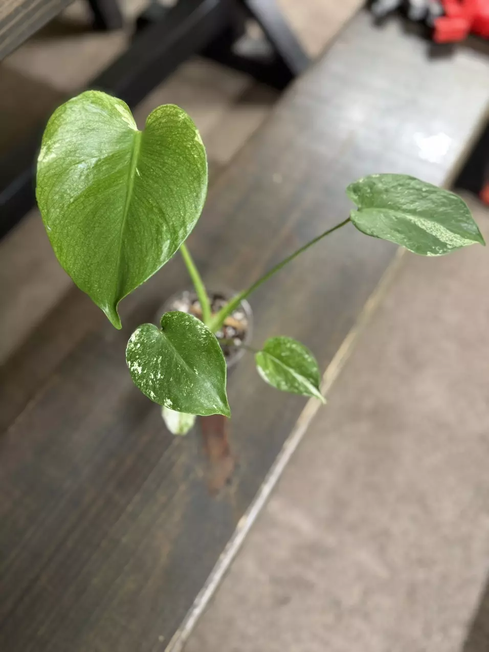 plant/Monstera mint-0