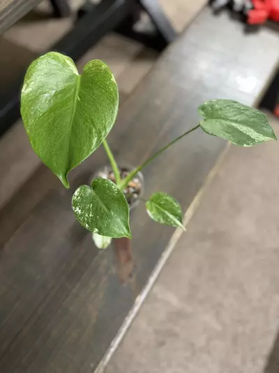 plant/Monstera mint-0-thumbnail
