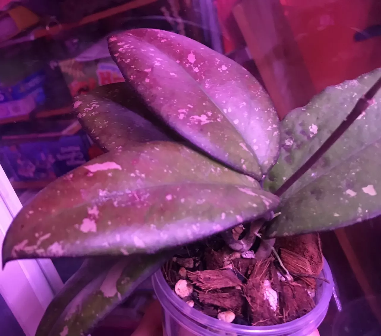 plant/Hoya Patcharawalai 077 2 leaf 1 node Fresh Top Cut w/ active runner🥳-1