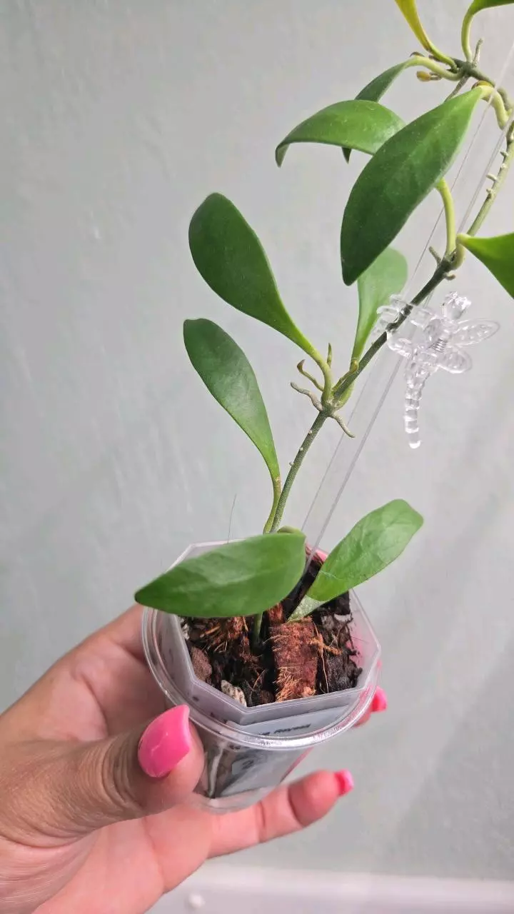 plant/Hoya Reyesii #2243-2