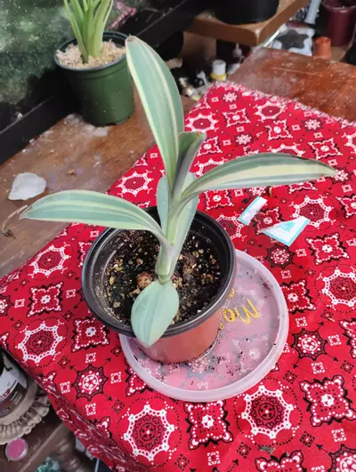 plant/Tradescantia pallidia 'Marley'-3-thumbnail