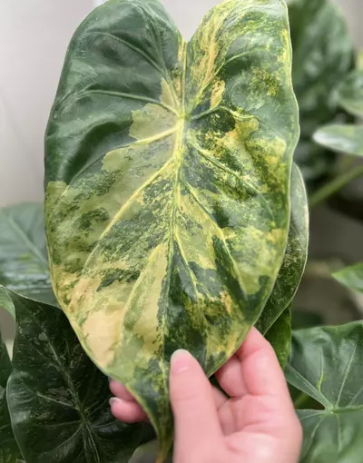 plant/Alocasia Wentii Sunset Gold/Aurea Variegated-1-thumbnail