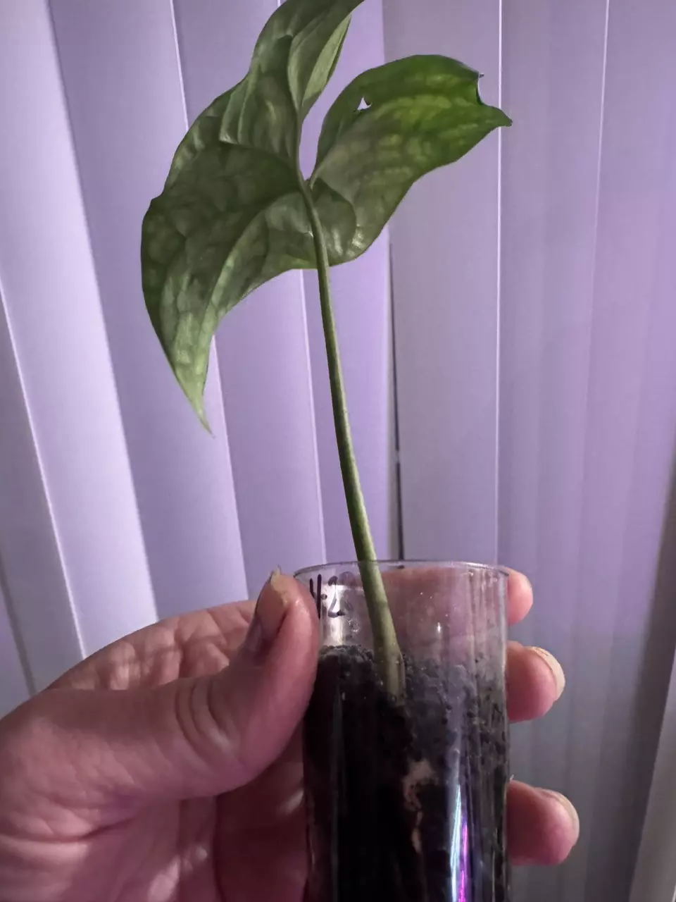 plant/Slightly rooted Cercestis Mirabillis!-3