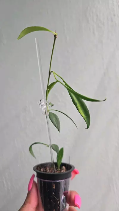 plant/Hoya Tsangi inner variegated #2126-1-thumbnail