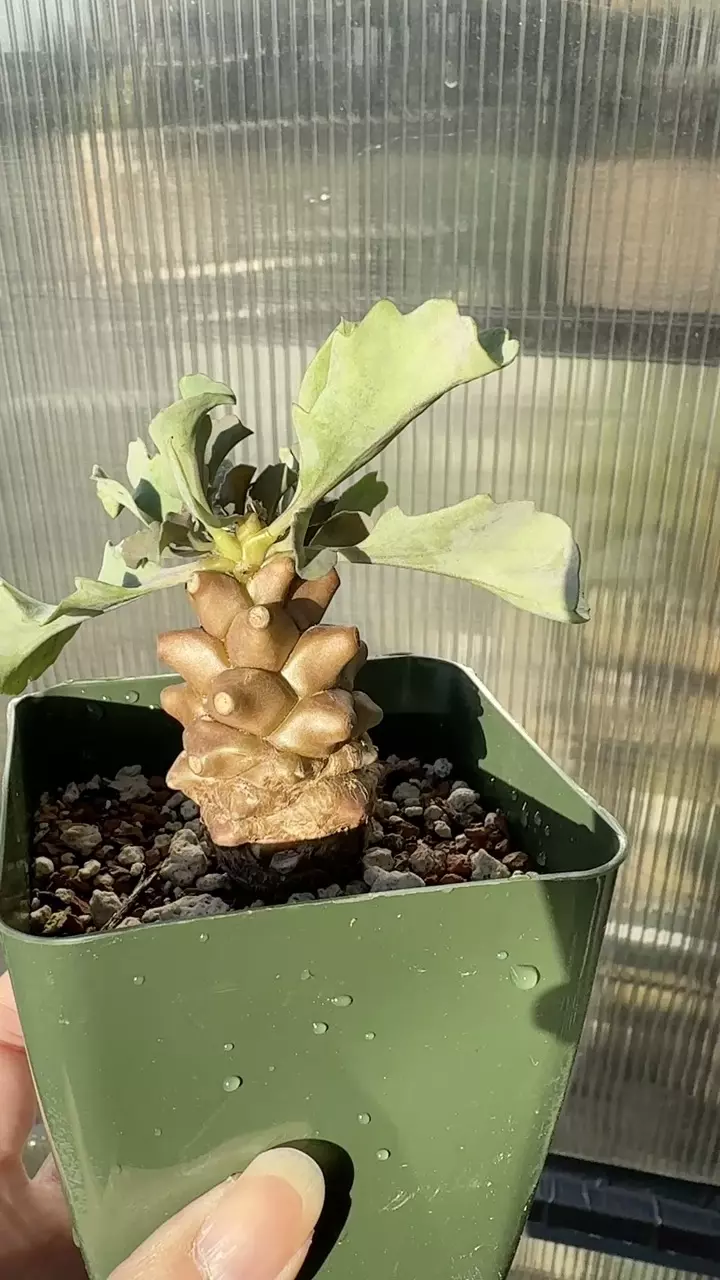 plant/Othonna Herrei-2