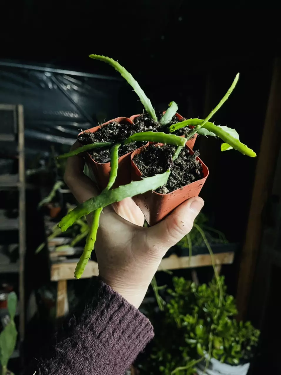 plant/Lepismium Bolivianum (Pfeiffera) 2”-1