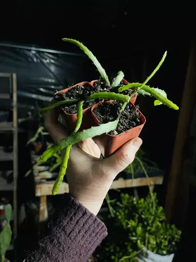 plant/Lepismium Bolivianum (Pfeiffera) 2”-1-thumbnail