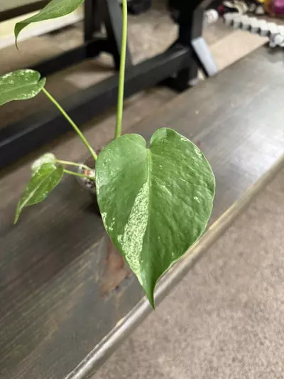 plant/Monstera mint-1-thumbnail