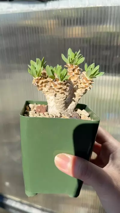 plant/Othonna Retrorsa-1-thumbnail