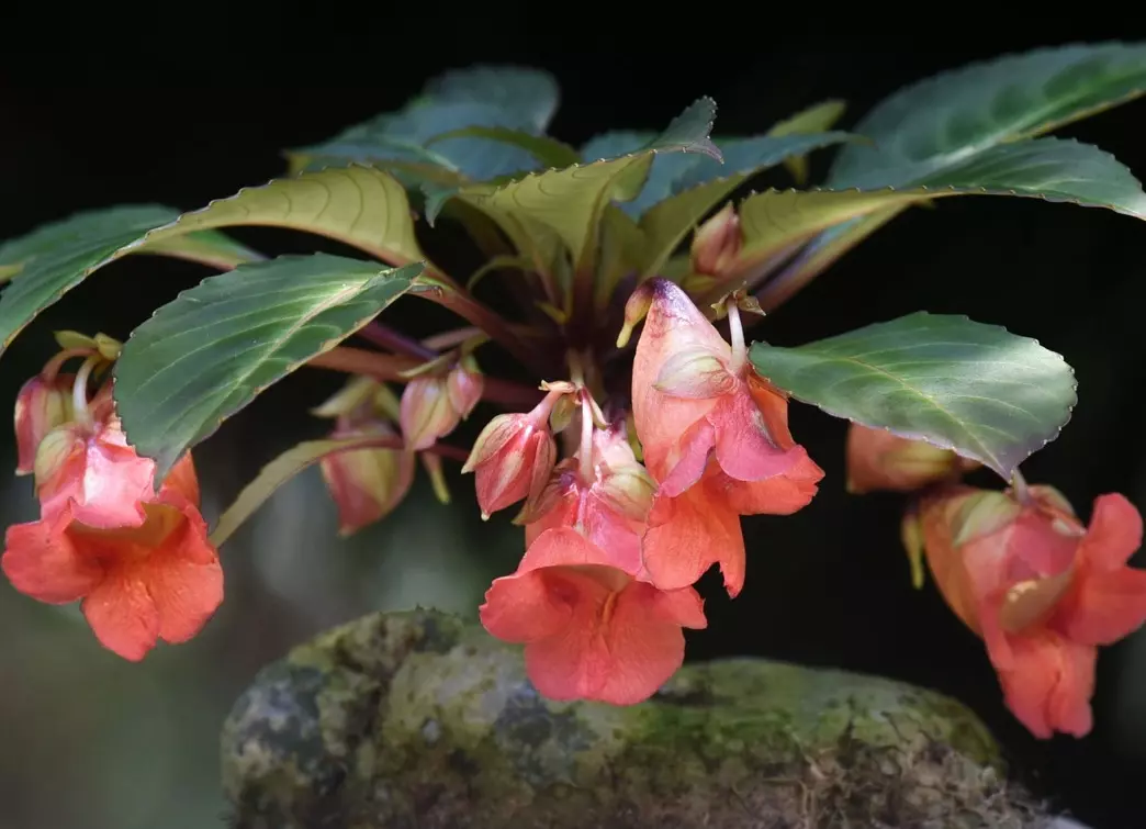 plant/Impatiens phengklaii-0