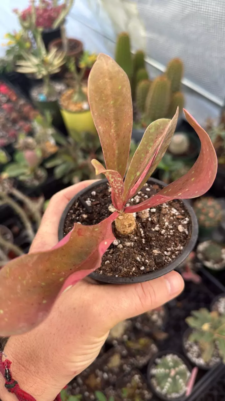 plant/euphorbia khandallensis-1