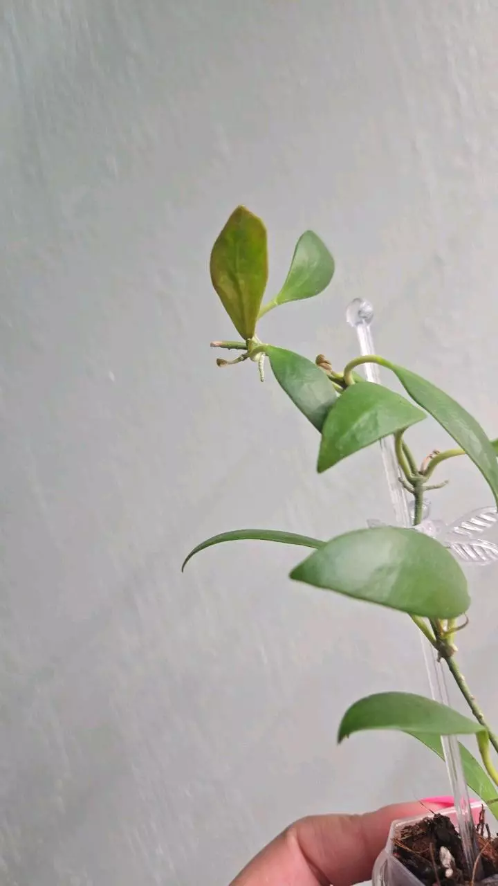 plant/Hoya Reyesii #2243-1