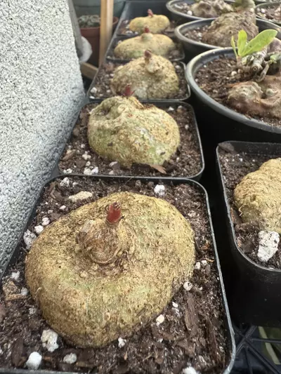 plant/Impatiens phengklaii-1-thumbnail