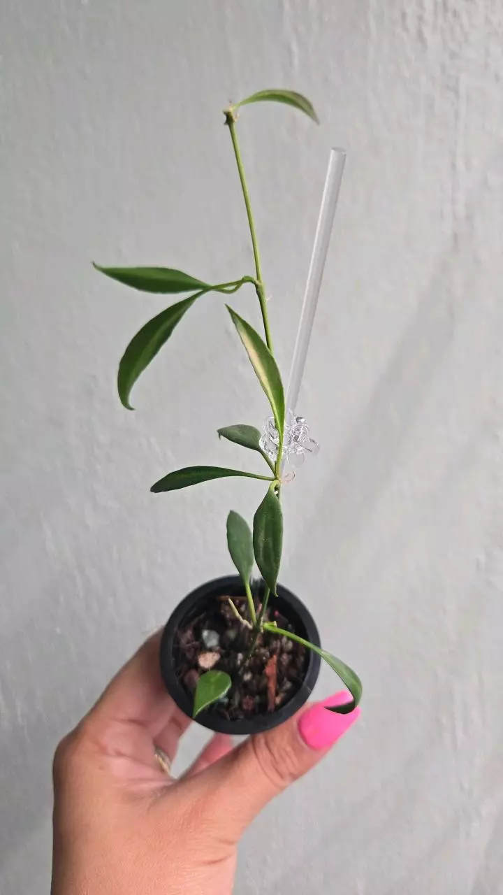 plant/Hoya Tsangi inner variegated #2126-0