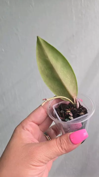 plant/Hoya Jita Silver #2238-1-thumbnail