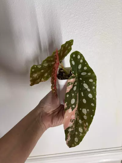 plant/Begonia Maculata ‘Pink’ – 3 Leaf-2-thumbnail
