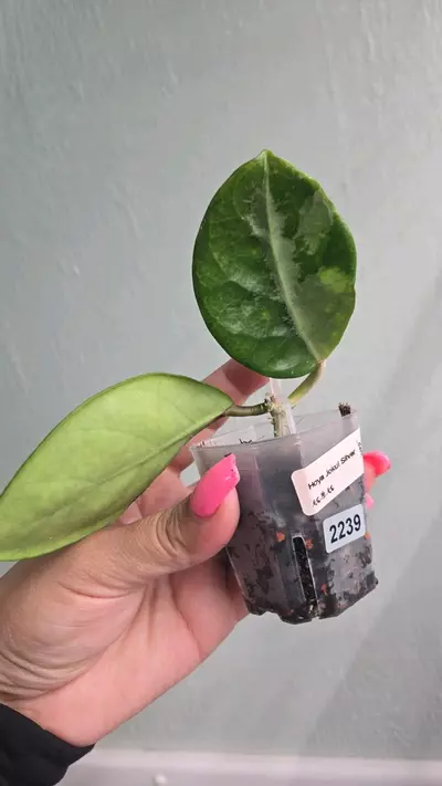 plant/Hoya Jokul Silver #2239-0-thumbnail