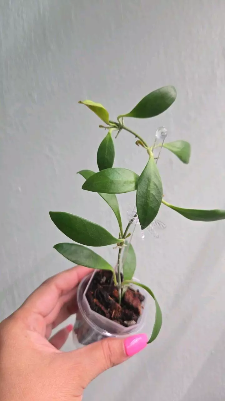 plant/Hoya Reyesii #2243-0